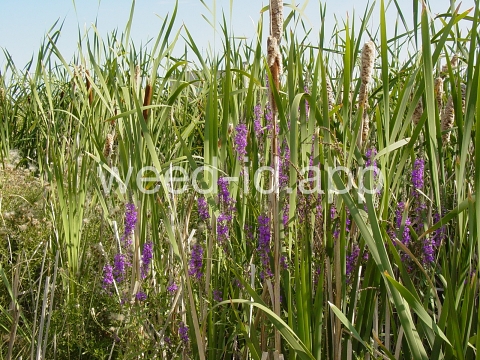 loosestrife, purple